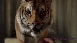 Life of Pi the Tiger and the goat scene