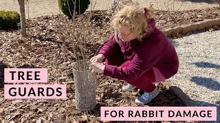 Protect Trees and Shrubs from Rabbit Damage with Tree Protectors