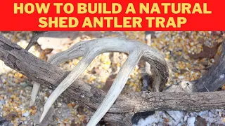 How to make a natural shed antler trap for bucks