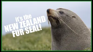 Wild New Zealand: The New Zealand Fur Seal
