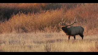 Ultimate Teton Elk Rut 2021-Wildlife Photography-Jackson Hole/Grand Teton Park/Yellowstone Park