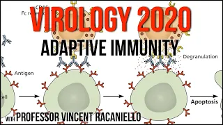 Virology Lectures 2020 #14: Adaptive immunity