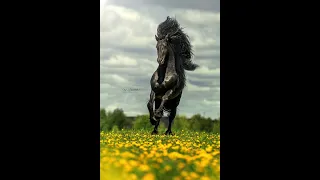 Черный фриз с длинной гривой на поле рапсов | Black frisian stalion with long mane