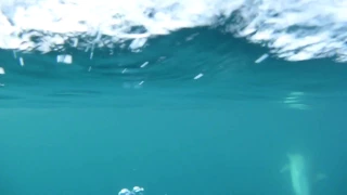 абхазия Гагра плаваем среди стаи диких дельфинов