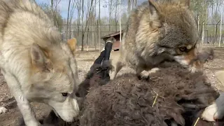 Три года ЯКУТСКОМУ волку 🐺 по традиции БАРАН.