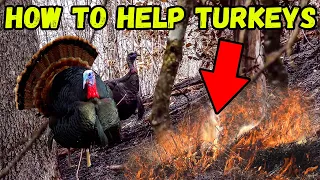 How to HELP TURKEYS!!! - QUICK and EASY HABITAT Tips w/Land and Legacy!