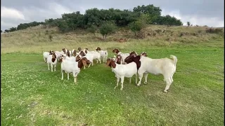 Boer Goats / Grondegoed Boerbokestoet