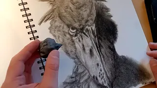 Drawing a Shoebill Stork