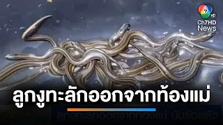 ตกใจ ! ลูกงูทะลักออกจากท้องแม่ นับร้อยตัว | เช้านี้ที่หมอชิต