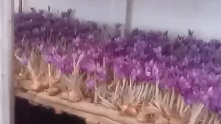 cultivation of saffron in greenhouses