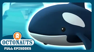 @Octonauts - 🧊 The Arctic Orcas 🐳 | Season 1 | Full Episodes | Cartoons for Kids