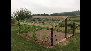 GrapeVine House: How to make grapes grow perfectly and easy to pick and eat.