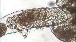 Tardigrade mating