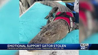 Emotional support gator disappears in Brunswick