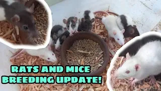 Rats and Mice Breeding Philippines