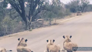 Largest Lion Pride Ever Blocking Road In Kruger Park 01