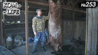 "Бабуля" - свиноматка после 5 опоросов