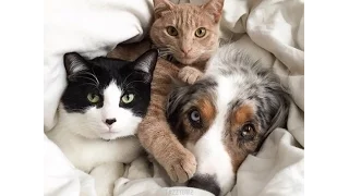 Funny cats annoying dogs - A Funny Cat Videos Compilation 2016