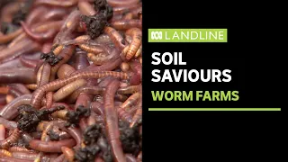 Worm castings finding grower favour in large scale farming | Landline