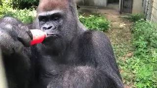 Gorillas Best Way To Beat The Summer Heat Is Frozen Watermelon Juice