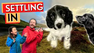 Settling Into Life With A New Puppy In Our Cottage - Isle Of Skye, Scottish Highlands Ep54