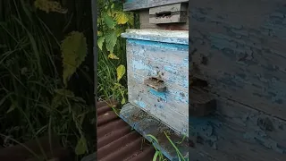 6 июля пчелы работают на липе и борщевике
