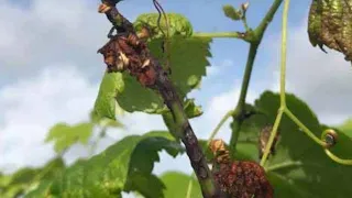 Антракноз винограда. Anthracnose of grape