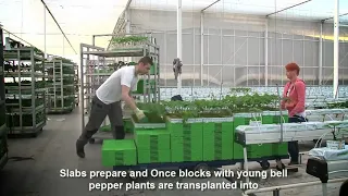 Awesome Greenhouse Bell Pepper Farming - Modern Agriculture Technology