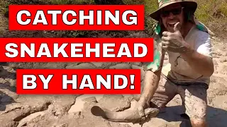 How to catch fish by hand in the mud (Lots of Snakehead and Catfish)