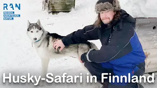 Hundeschlitten-Touren im Süden Lapplands - Husky-Abenteuer auf der Saija Lodge (Finnland 2022)