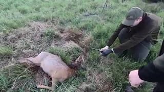 Roebuck hunting Poland 2019