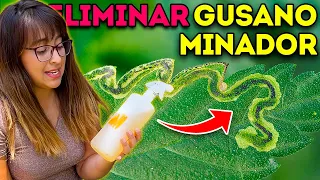 🐛 GUSANO BARRENADOR (Minador) 🥀 3 FORMAS para ELIMINARLO