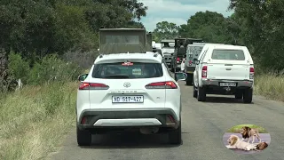 Chaos On Sweni River Bridge In Kruger National Park