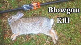 Blowgun Rabbit Hunting with Cold Steel Razor Darts! [Graphic]