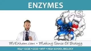 Enzymes - GCSE Biology (9-1)