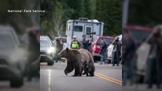 Famous Wyoming grizzly bear 399 emerges into spotlight again with cub