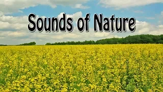 1 Hour Nature Sounds Relaxation - Insect Sounds - Birdsong -  skylark singing - Meditation