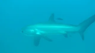 Trasher shark / Акула - лисица (1)