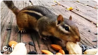 Cute Little Chipmunk Stuffs His Little Cheeks