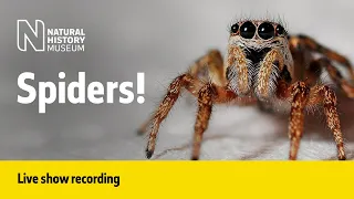 Spiders! | Live Talk with NHM Scientist