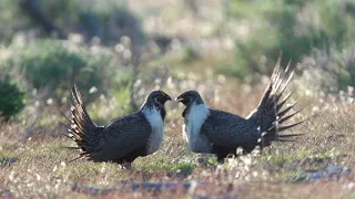 Dance of the Sage Grouse