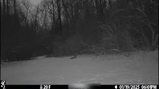 View from the Trailcam: Fox in winter
