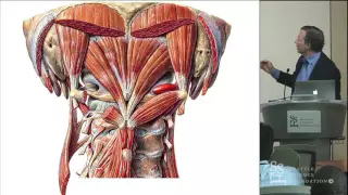 Essentials of Cervicothoracic Spine Anatomy