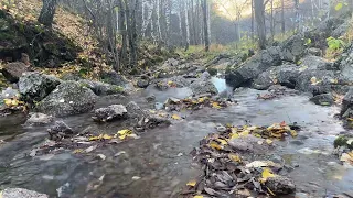 40min HD Relaxing - Forest River - mindfulness, ambience, meditation, nature/Релакс, река, лес, вода
