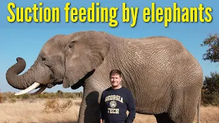 How an elephant's trunk manipulates air to eat and drink  | Suction feeding by elephants