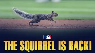 Squirrel interrupts Minnesota Twins games multiple times