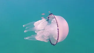 Nel mare di Albissola Marina - Rhizostoma pulmo; Polmone di mare; Medusa barile; Barrel jellyfish