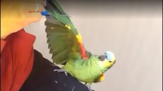 How to Clip Parrot Wings Perfectly - Every time!!!