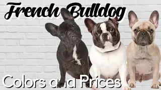 Standard and Exotic French Bulldog Colors Explained + PRICE BREAKDOWN