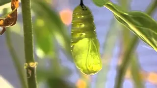 Butterfly Metamorphosis - Caterpillar (larva) to Chrysalis